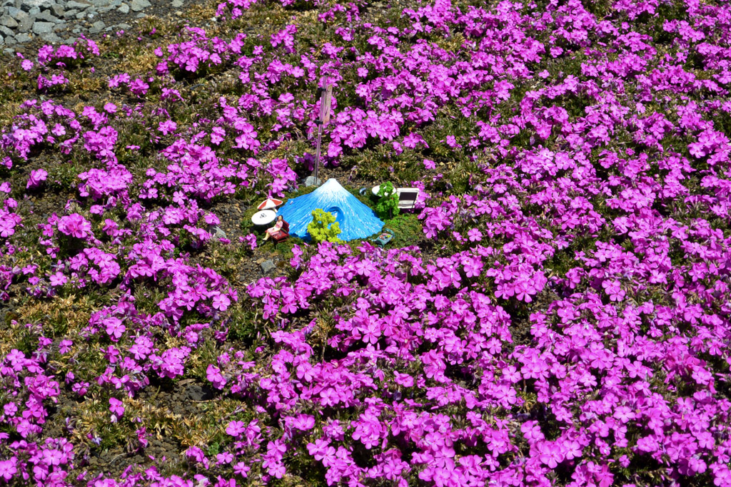 Mount Fuji Flower Festival in Japan
