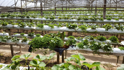 Strawberry farm in Cameron Highlands in Malaysia