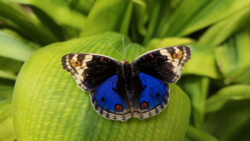 Butterfly farm in Cameron Highlands in Malaysia