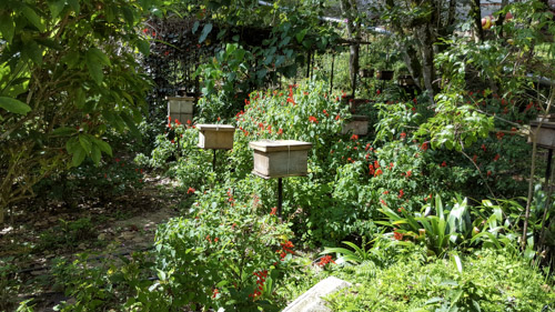 Honey bee farm in Cameron Highlands in Malaysia