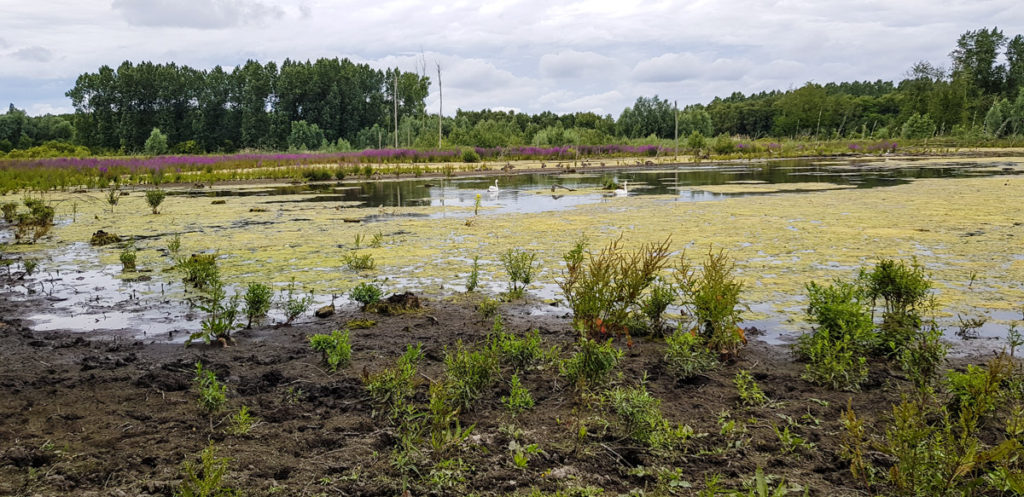 Broekpolder in Vlaardingen