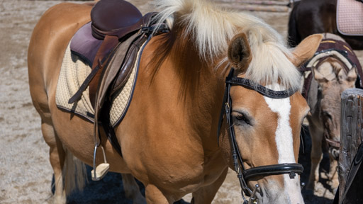 Austria Heidi Alm pony ride