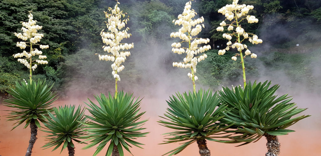 Nine Hells of Beppu on Kyushu Island in Japan