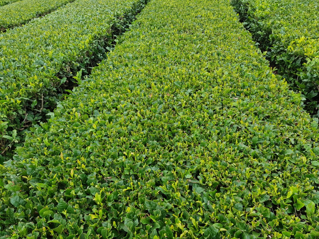 Tea field at O'sulloc Tea Museum in Jeju, South Korea