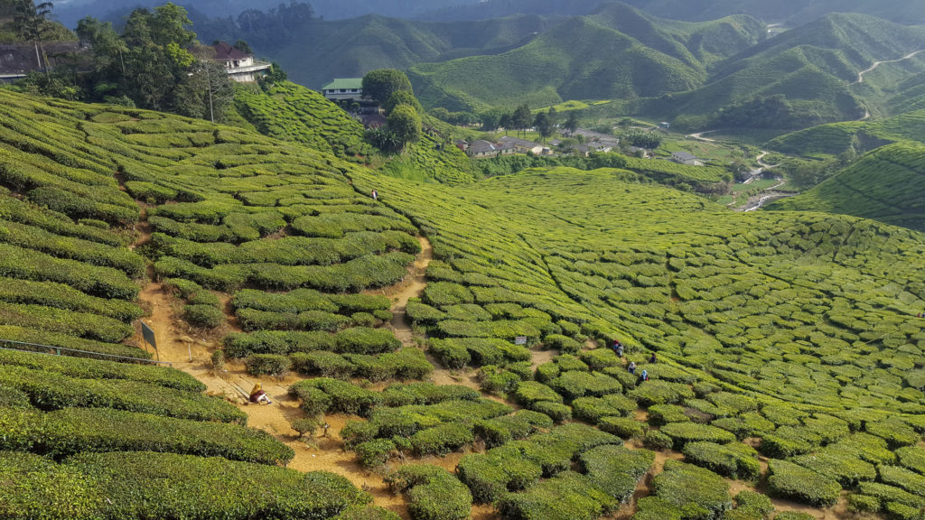 Bharat tea plantation in Cameron Highlands in Malaysia