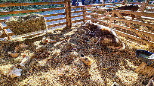 Cow and chicken at Boerderij 't Geertje - Netherlands farm