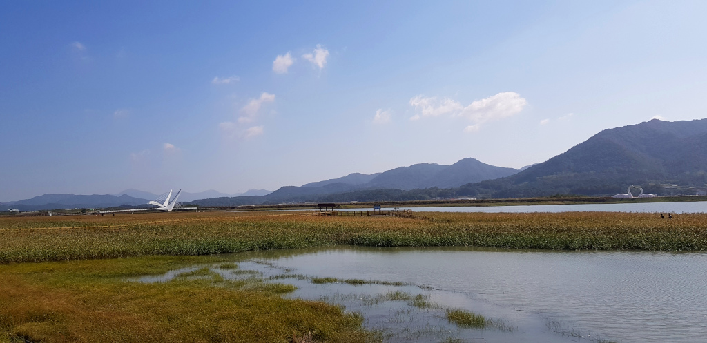 Swan at Gangjin Bay Eco Park in South Korea