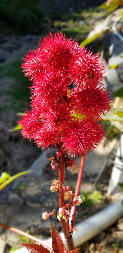 Flowers at Changwon village in Jirisan National Park, South Korea