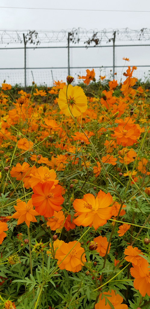 Flowers and border with barbed wire at Imjingak Nuri Peace Park at Paju DMZ in South Korea